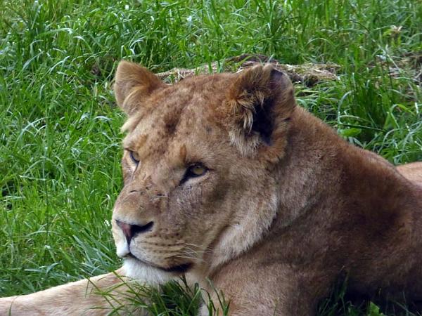 Longleat lion.JPG